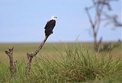 African Fish-Eagle